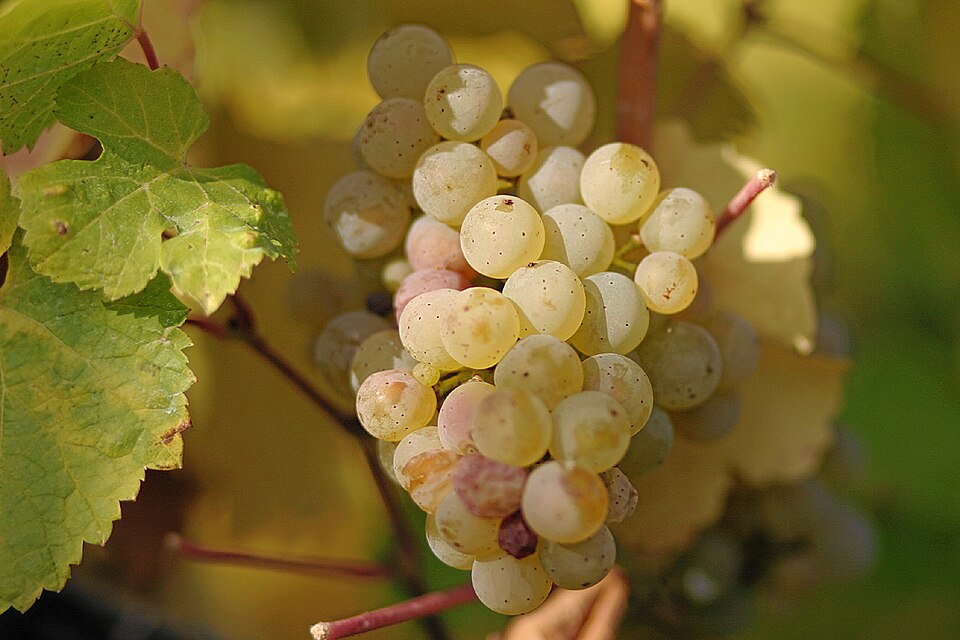 Riesling Grand Cru