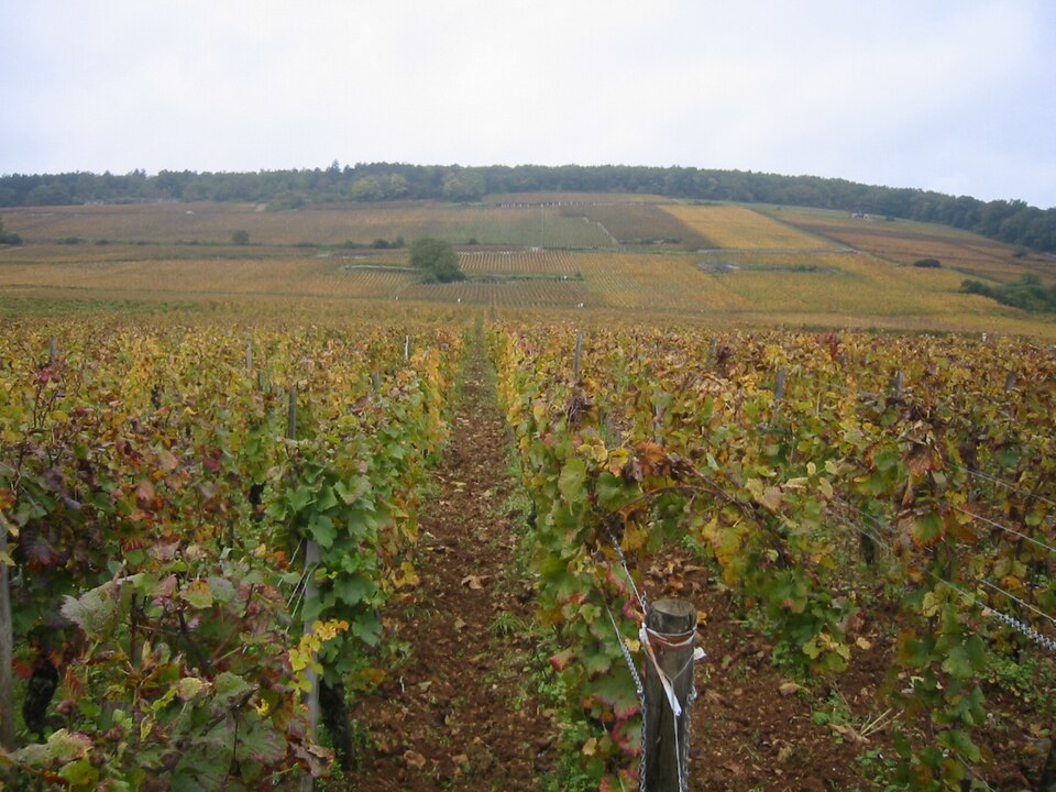 Gevrey-Chambertin